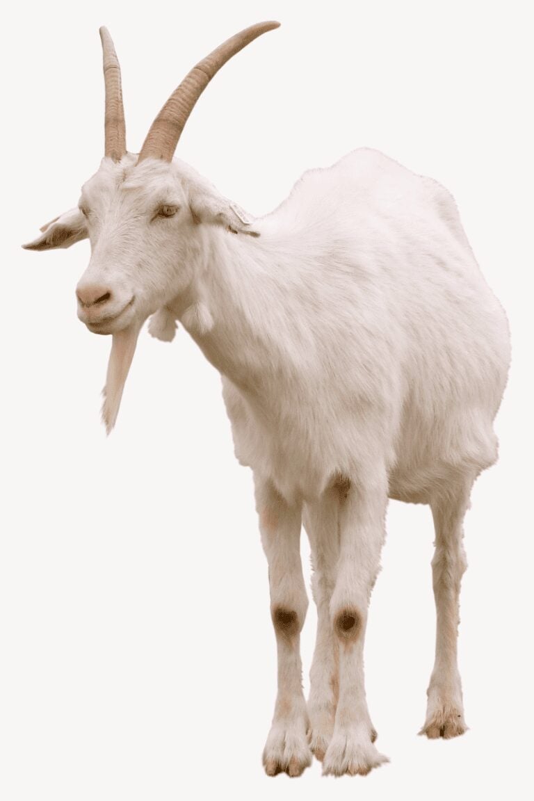 goat milk